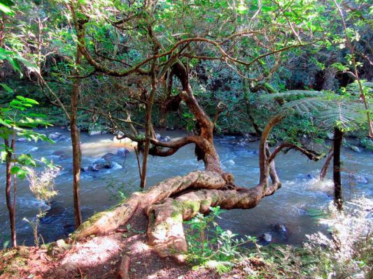 Un árbol inclinado sobre un río de aguas verdosas en Nueva Zelanda. El tronco enroscado crece casi horizontal. Cruzando el cauce pedregoso se ve la vegetación de la otra orilla.